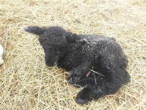 Black Lamb Dog