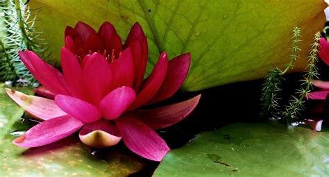 1920x1080 Wallpaper Close Up Photo Of Pink Lotus Peakpx