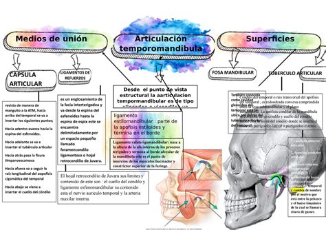 Mapa Conceptual Atm Anatomia Humana Es Una Articulacion Articulacion