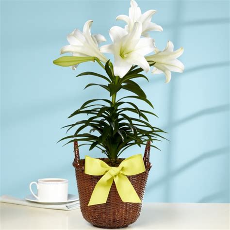 Easter Lilies - Beautiful White Easter Lilies from ProFlowers