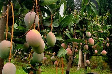 Mango I Segreti Della Coltivazione In Sicilia Vivaismo E Sementi