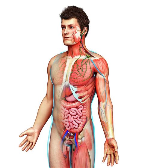 Male Anatomy Photograph by Pixologicstudio/science Photo Library - Pixels