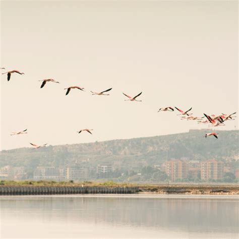 Spotlight on: Sardinia’s Flamingos | Your Guide | Orbzii