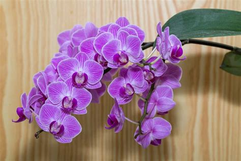 Orchid Flower Care After Flowering | Best Flower Site