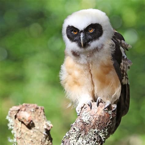 Spectacled Owl Pulsatrix Perspicillata The Large Spectac Flickr