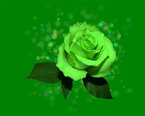 Green Roses Wallpapers - Top Free Green Roses Backgrounds - WallpaperAccess