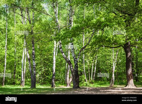 Clearing In Green Oak And Birch Grove In Sunny Day Stock Photo Alamy