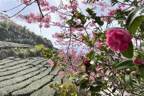 阿里山咖啡之旅。9個部落5條一日遊路線｜北緯235度的世界水準 瑪格。圖寫生活