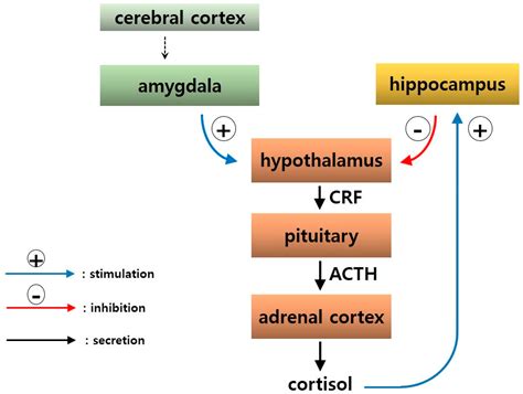 Cortex Adrenal Cerebro Amazon.com: THORNE Adrenal Cortex Supplement