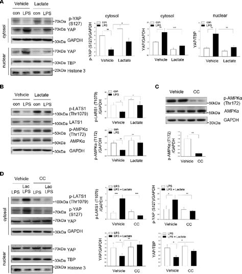 Figure From Lactate Suppresses Macrophage Pro Inflammatory Response