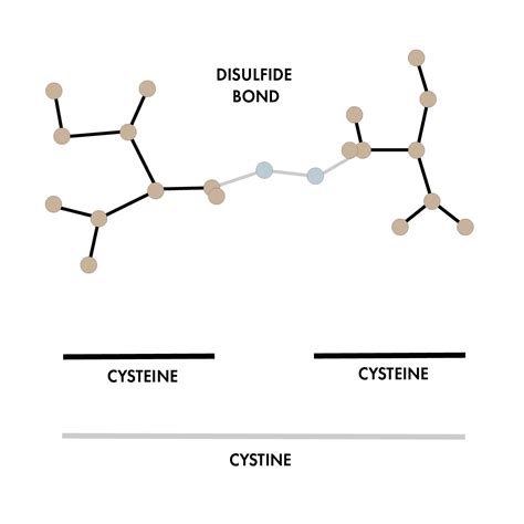 Cynatine TOP - Hair - LC Ingredients