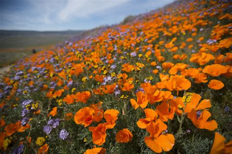 Antelope Valley Poppy Reserve Flickr