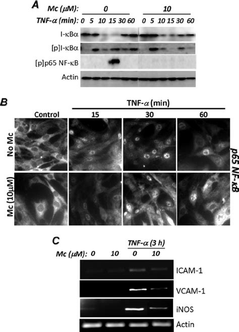 Effects Of Minocycline On Tnf Induced Nf B Activation And