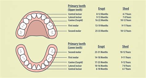 Primary Teeth Development Care And Abnormalities To Check