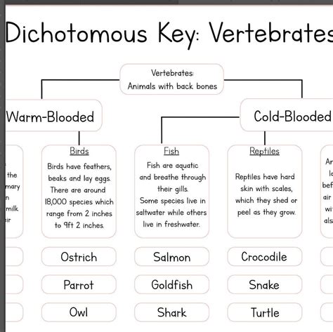 Svg Digital File Only Dichotomous Key Vertebrates Puzzle Etsy