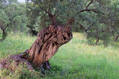 Olivenbaum Baum Olivenhain Kostenloses Foto Auf Pixabay Pixabay