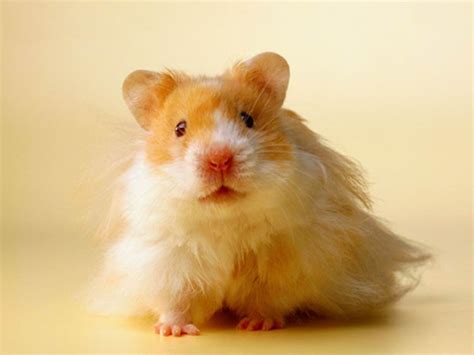 No Offense Squeakybut I Want A Long Haired Teddy Bear Hamster