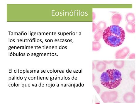 Histolog A M Dula Sea Y Sangre Ppt