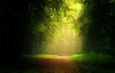 X Landscape Nature Anime Trees Forest Path Sun Rays Dirt Road