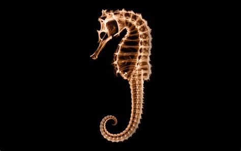 Sea Horses Wallpapers Wallpaper Cave