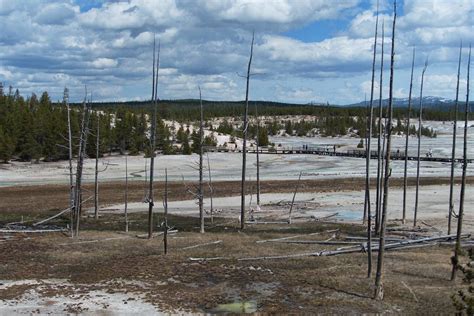 Bobby Socks Trees Dead Lodgepole Pines Slowly Petrifying Gunnar