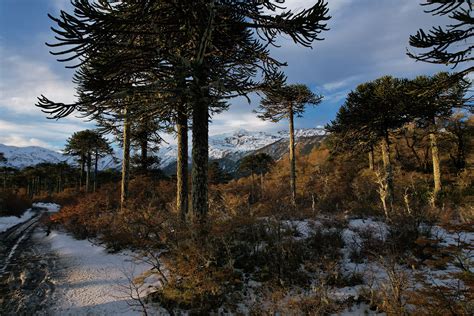 Parque Nacional Conguillío :: Behance