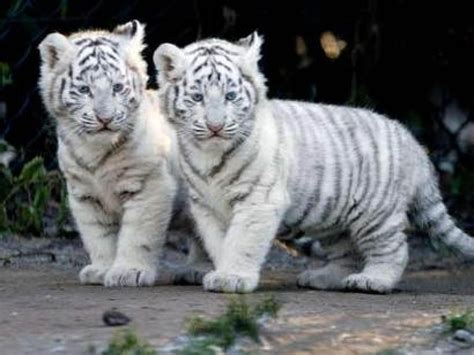 Baby White Tiger Wallpapers - Wallpaper Cave