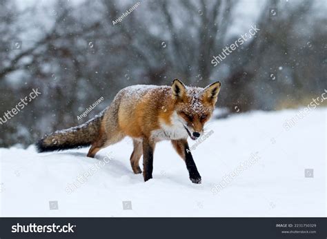 26,323 Red Fox In Winter Images, Stock Photos, 3D objects, & Vectors ...