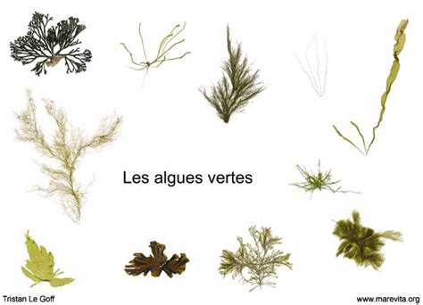 Critères Distinctifs Des Algues Détermination Identification