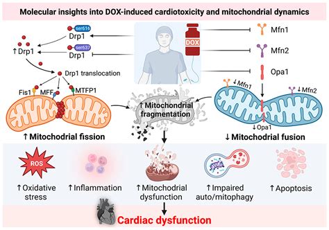 Pharmaceutics Free Full Text Recent Advances In Mitochondrial