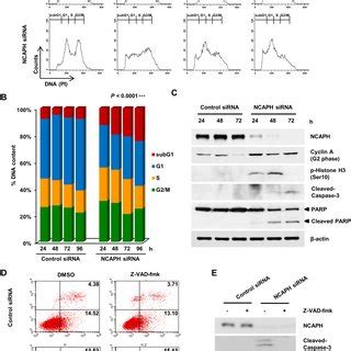 Knockdown Of Ncaph Induces S And G M Phase Arrest And Apoptosis A