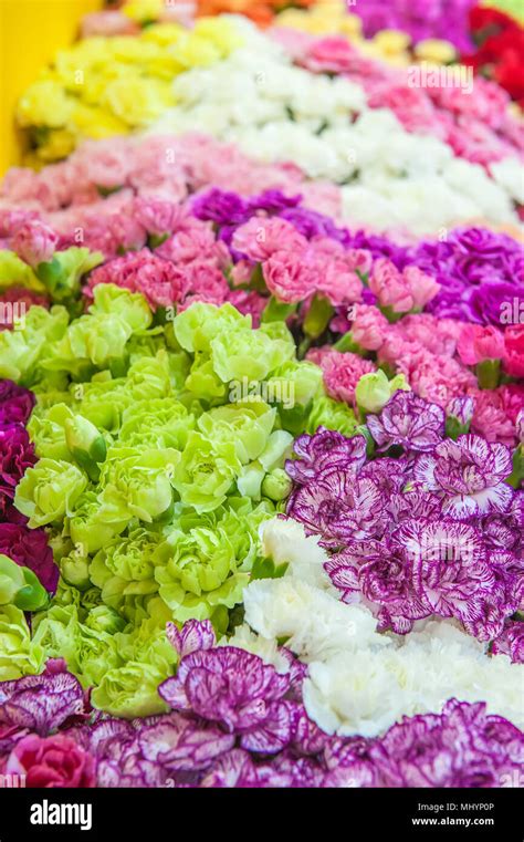 Green carnations hi-res stock photography and images - Alamy