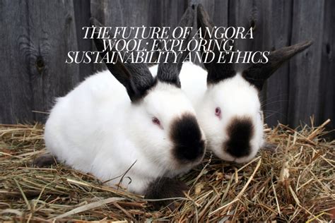 The Future of Ethical and Sustainable Angora Wool