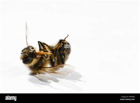 Dead Honey Bee On White Background Stock Photo Alamy