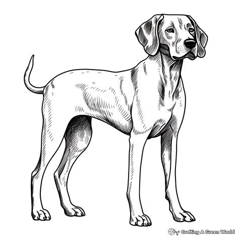 Coloring German Shorthaired Pointer Coloring Pages