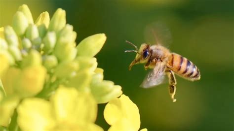 Do Bees Fly At Night All You Need To Know Exotella