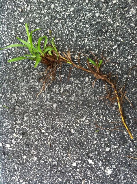 Grass Identification? | Lawn Care Forum