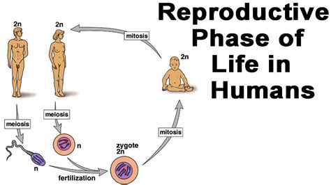 Human Fertilization Diagram