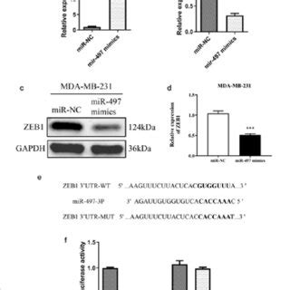 Zeb Is The Target Gene Of Mir P A Mir P Mimics