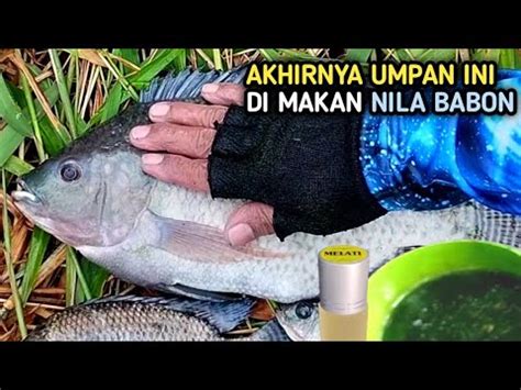 UMPAN MANCING IKAN NILA MENGGUNAKAN CAMPURAN LUMUT INI TERNYATA AMPUH