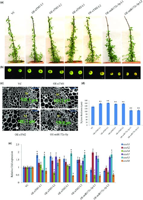 Phenotype And Sem Analysis Of 1 Month Old Transgenic B Monnieri Plants