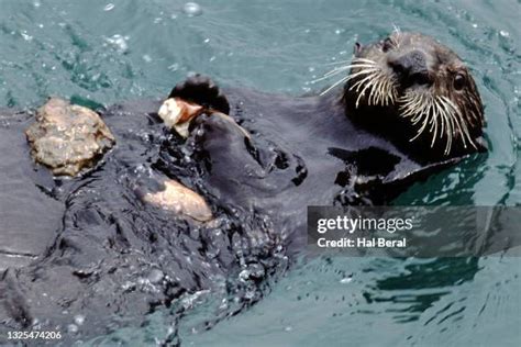 33 Sea Otter Shell Stock Photos, High-Res Pictures, and Images - Getty Images