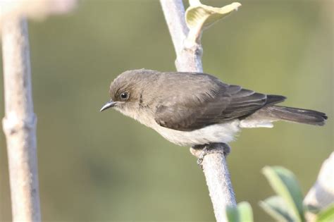 Honeyguides Honeybirds Holmen Birding Safaris