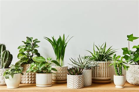 LAS 7 MEJORES PLANTAS DECORATIVAS QUE PUEDES TENER EN TU CASA O JARDÍN