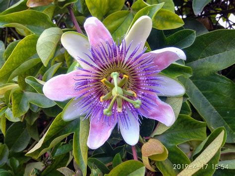 Passiflora Caerulea Bluecrown Passionflower Blue Passionflower