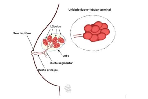 O Que É Mastite Na Mama - Mastite: Sintomas, Tratamento e Relação com Câncer | Medcof
