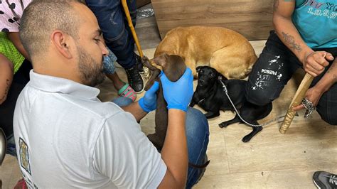 Alcaldía de Medellín on Twitter El personal veterinario revisó el