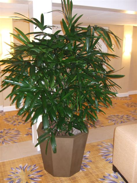 spotlighting rhapis tropical plant technician