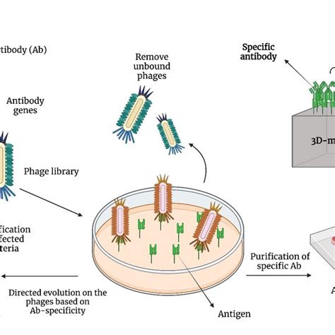 Production Of Recombinant Antibodies Using Phage Display Technology Download Scientific