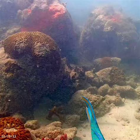 Dr Grace Peng On Twitter Rt Coralcitycamera Resident Damselfish